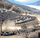 청매실 농장 전경