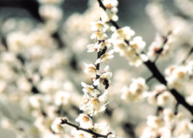 봄의 전령 매화꽃