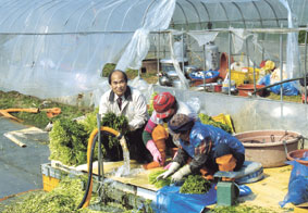 돌미나리 작업현장