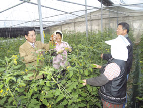 황금리 방울토마토 농가를 찾은 김승태 면장(신현호, 서옥순 부부와 함께)