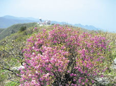 소백산 철쭉